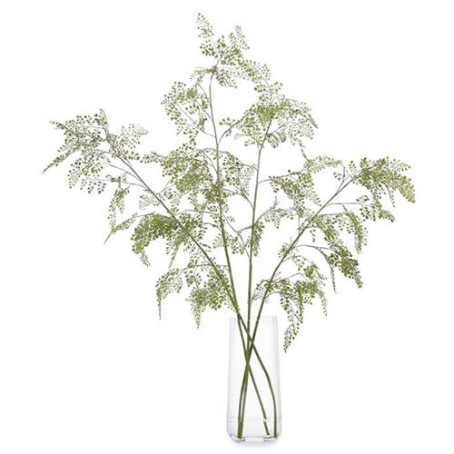 plant in vase