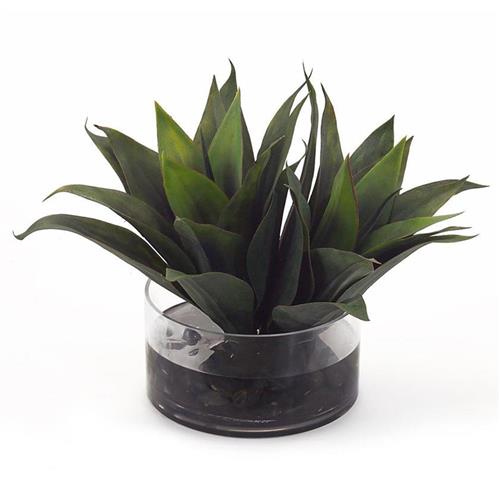 agave plant