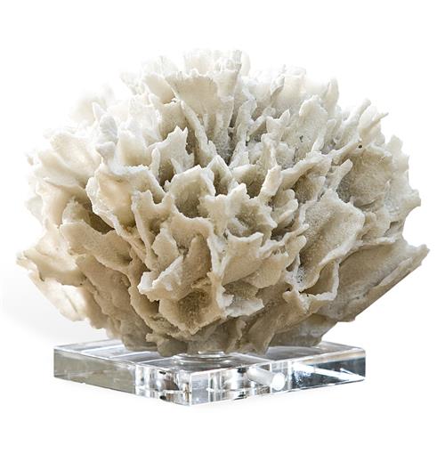 coral
