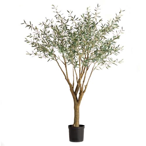 olive tree